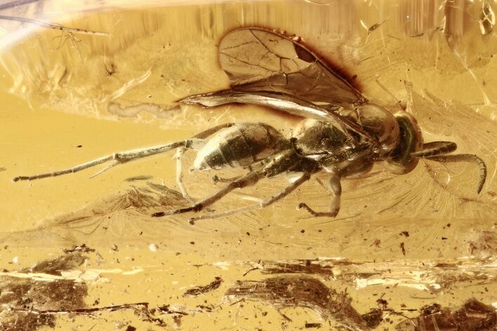 Fossil Spider Wasp (Pompilidae) In Baltic Amber #273285